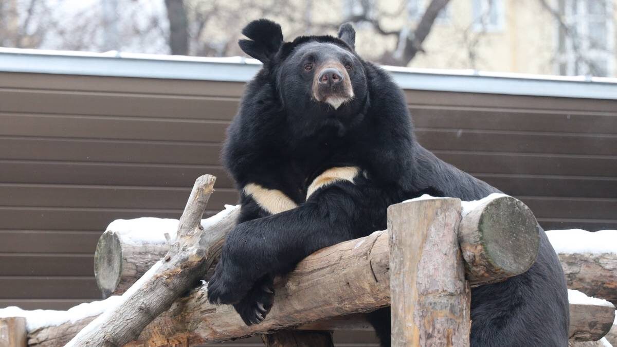    Фото: Пресс-служба Московского зоопарка
