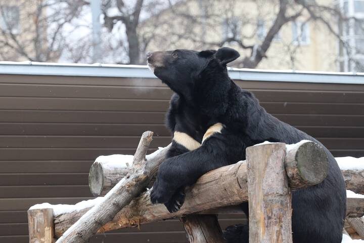  Фото: Московский зоопарк