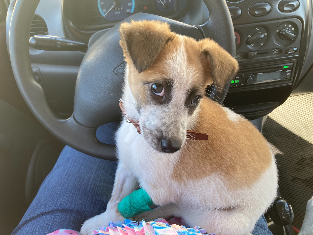 Это мой Антоха, ещё маленький. И он едет не в новостройку на помойку, а домой от ветеринара. 