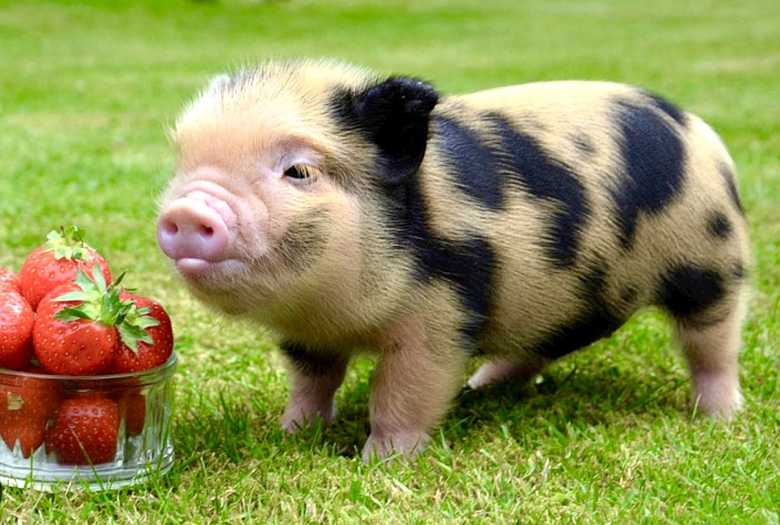 Фотография взята из открытых источников в Интернете