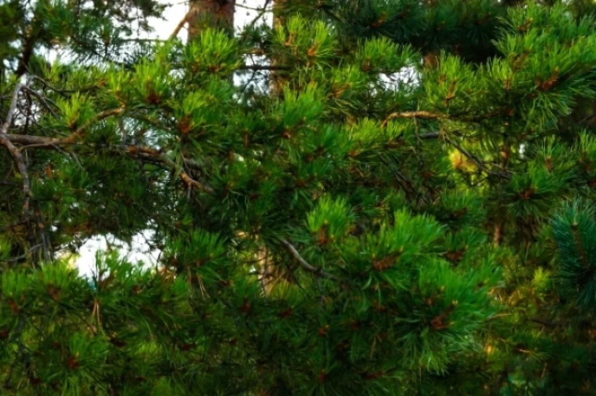    160 саженцев хвойных пород экспортировали из Удмуртии в Казахстан