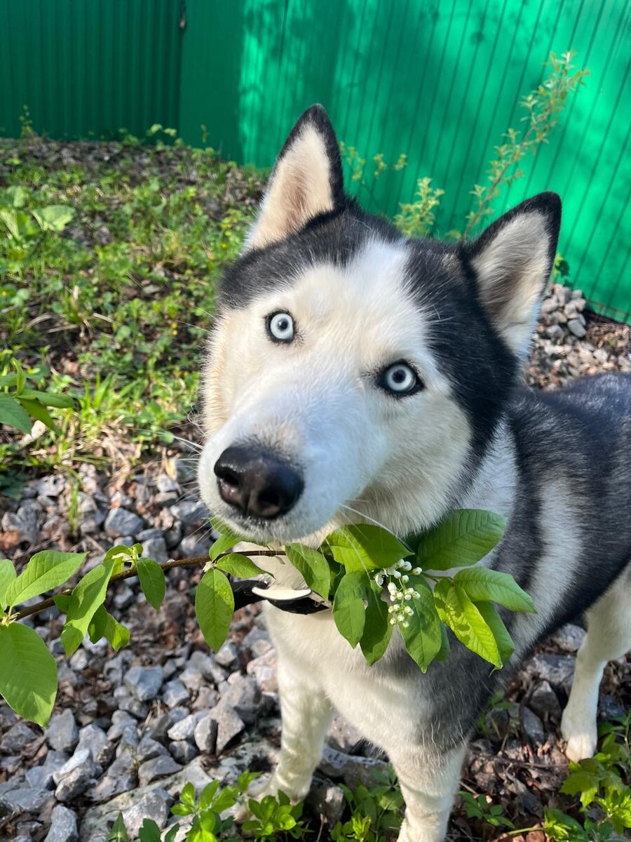 Собираемся в гостиницу для собак