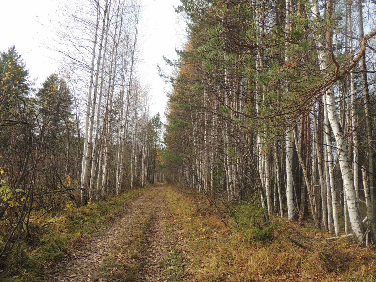 Хорошая дорога на Платониду