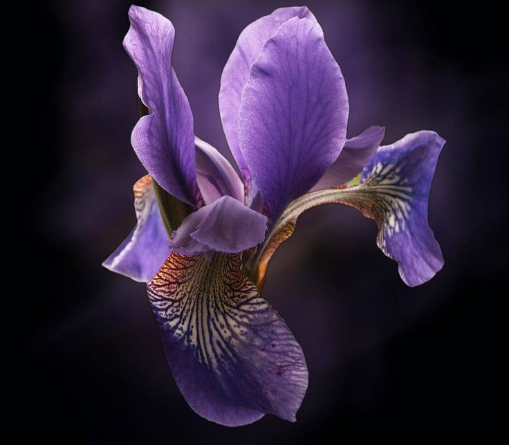 Картинка найдена на просторах интернета, ссылка: https://yandex.ru/images/search?from=tabbar&img_url=https%3A%2F%2Fwww.tapeciarnia.pl%2Ftapety%2Fnormalne%2F64091_fioletowy_irys.jpg&lr=103814&pos=36&rpt=simage&text=%D1%82%D0%B5%D0%BC%D0%BD%D1%8B%D0%B5%20%D0%B8%D1%80%D0%B8%D1%81%D1%8B%20%D0%B6%D0%B8%D0%B2%D1%8B%D0%B5%20%D1%86%D0%B2%D0%B5%D1%82%D1%8B%20%D1%84%D0%BE%D1%82%D0%BE%20%D0%BA%D1%80%D1%83%D0%BF%D0%BD%D1%8B%D0%BC%20%D0%BF%D0%BB%D0%B0%D0%BD%D0%BE%D0%BC