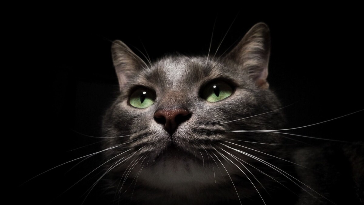     Источник: Изображение Midjourney