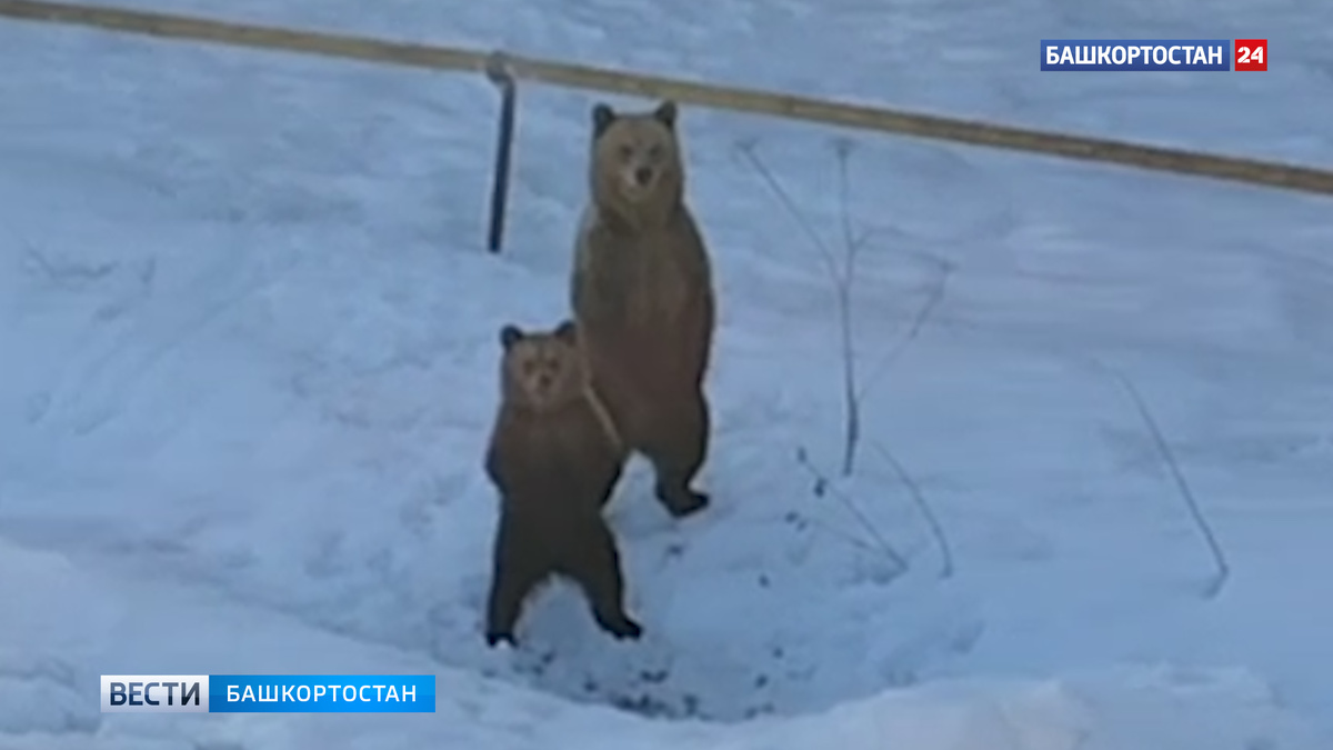    Медведицу с тремя медвежатами заметили в одном из городов Башкирии