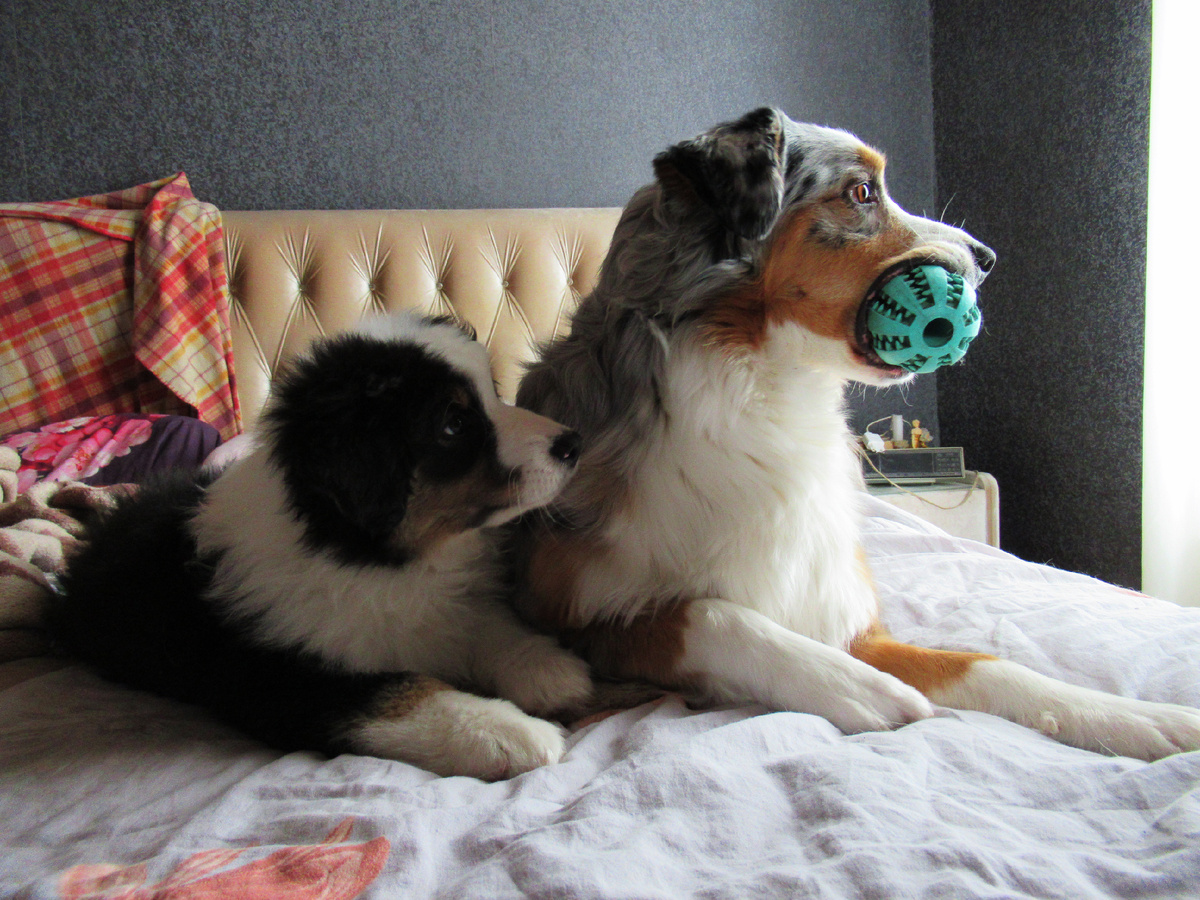 Мячик в нашем доме - главное сокровище усатых. Без битвы его никто не отдаст и будет держаться зубами за резину до последнего.