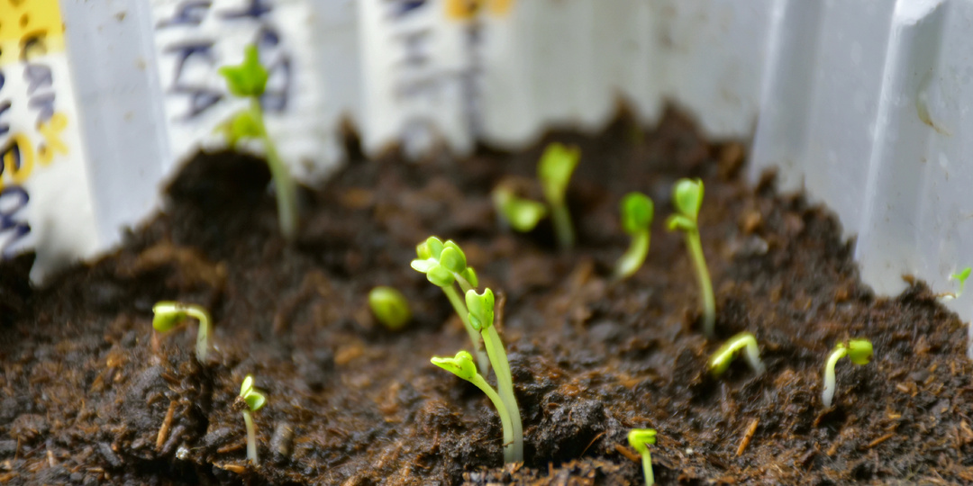 "Взошла рассада капусты": что нужно делать дальше, чтобы всходы выросли крепкие, приземистые и "коренастые"