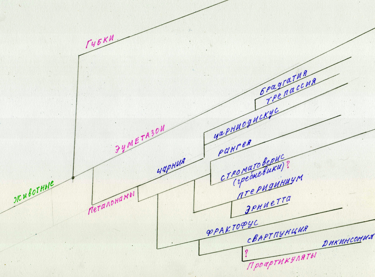 Филогенетическое древо петалонам уходящее к проартикулятам.