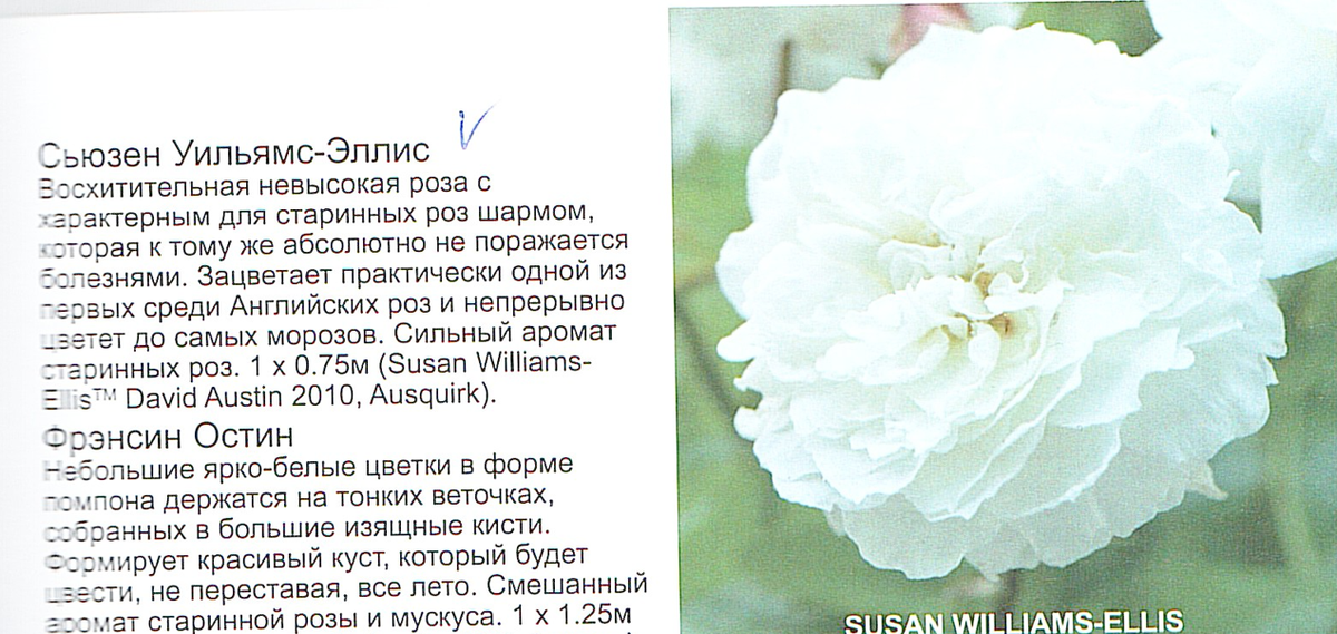 Описание сорта в каталоге по остинкам