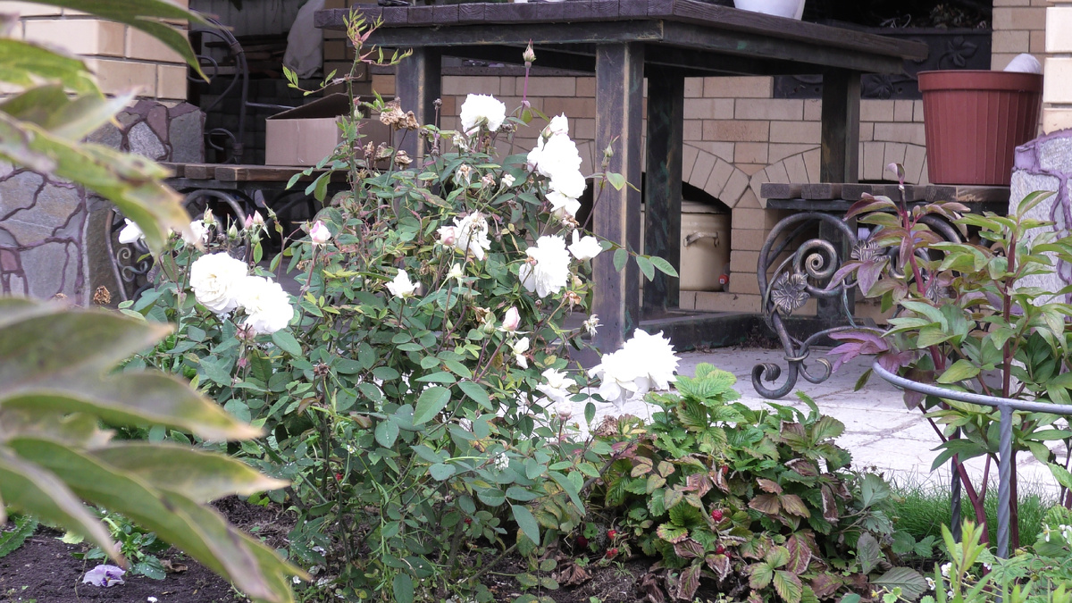 Фото автора канала Дом с кипарисами