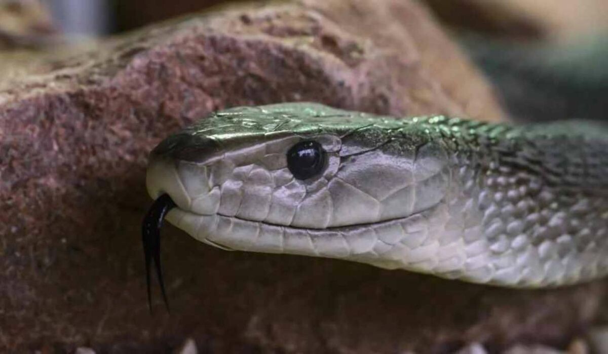     Змея. Источник: ria.ru Автор фото: Herman Pijpers