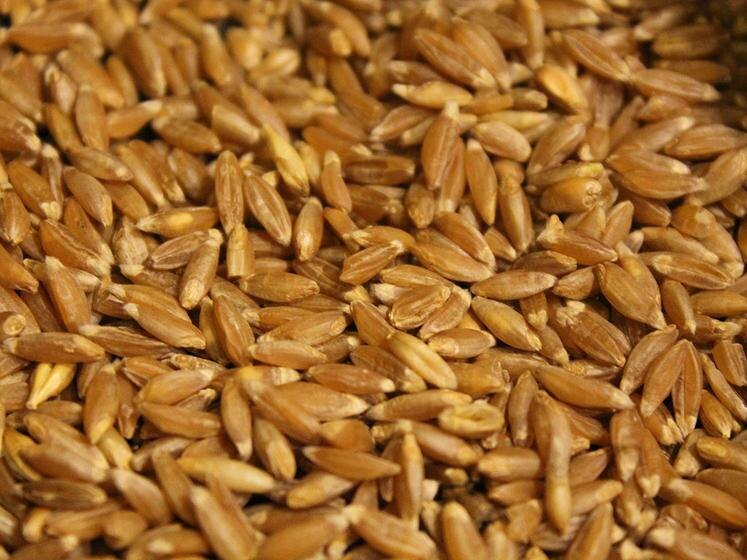 Зёрна полбы / Фото: Наталия Козлова