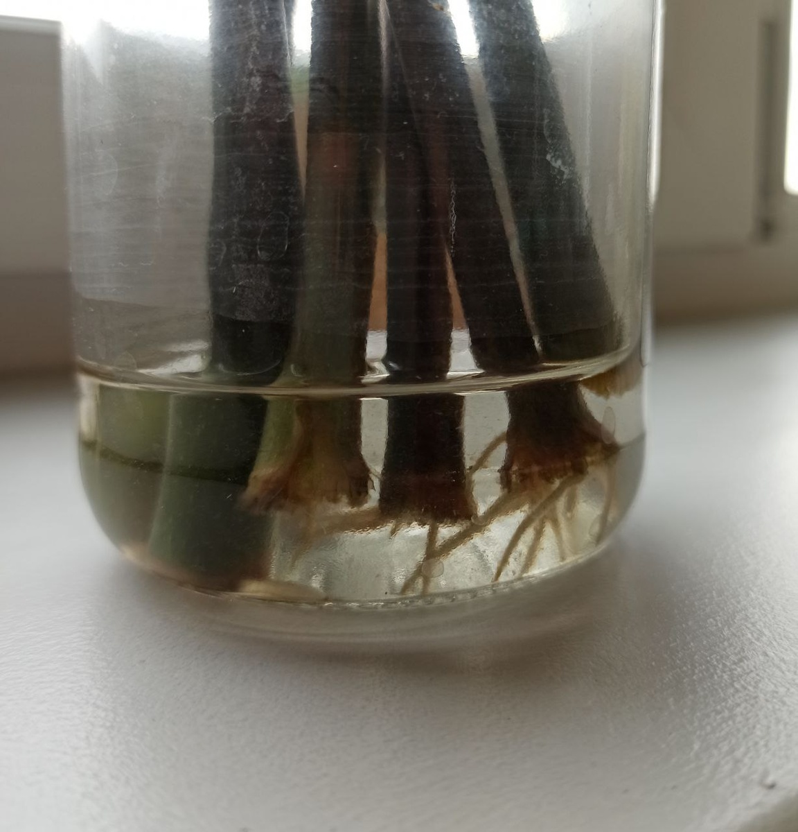 Укоренение замиокулькаса