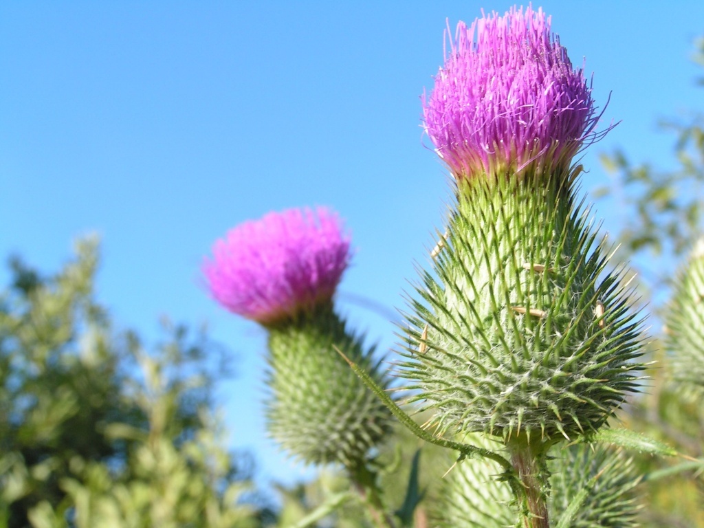  Репейник (лопух большой)