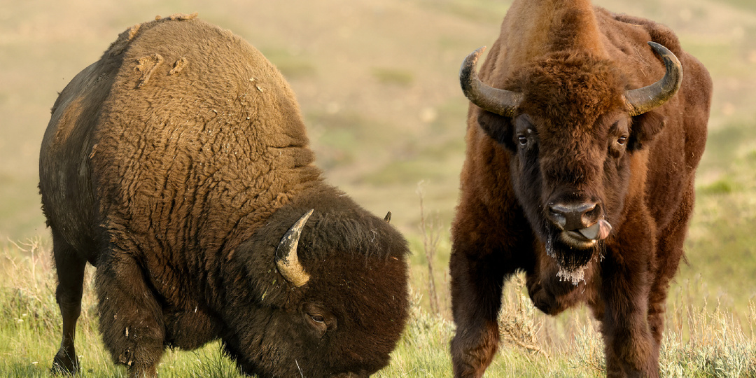 Похожие, но разные: чем зубр отличается от американского бизона