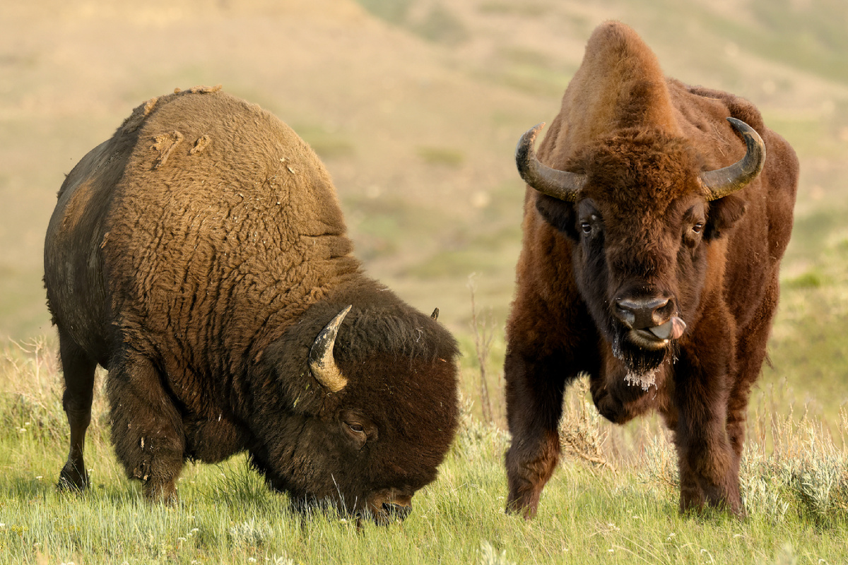 Американский бизон и зубр. Коллаж: Cephas, CC BY-SA 4.0 и wermei, CC BY 2.0