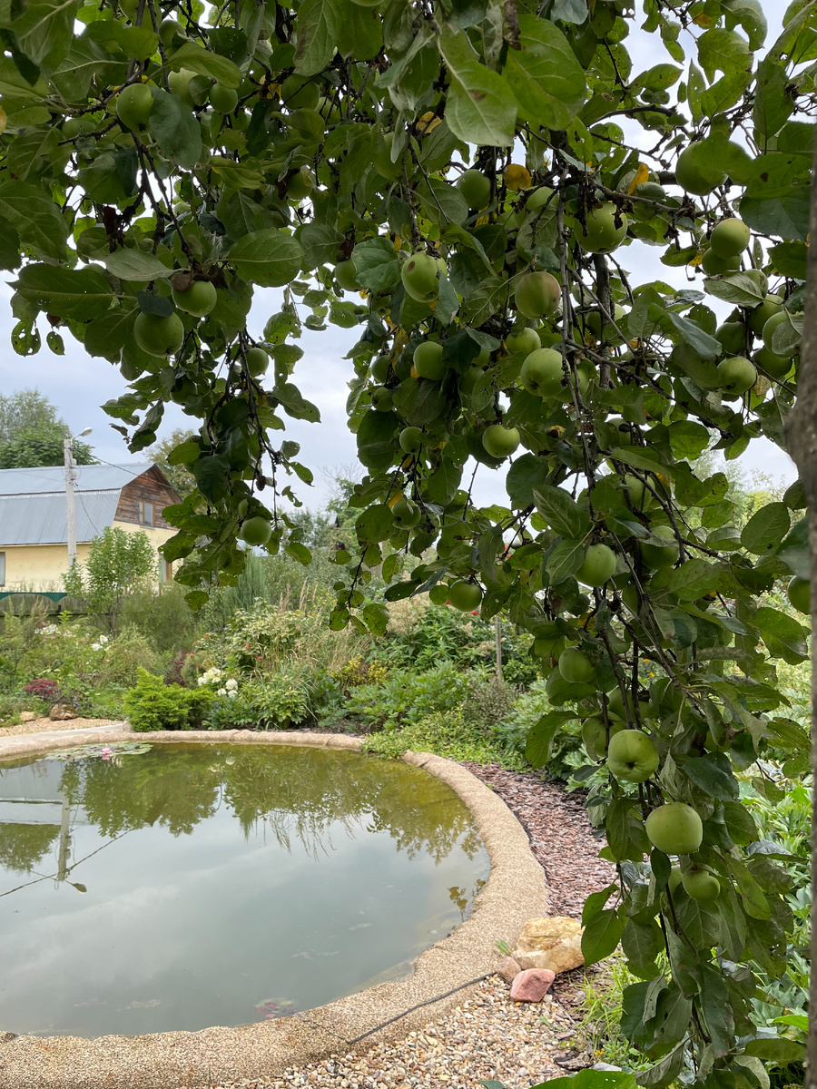 ПРрекрасная моя старая яблоня Штрифель в саду урожайным летом 2023 года
