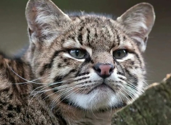 Фото из открытых источников. 