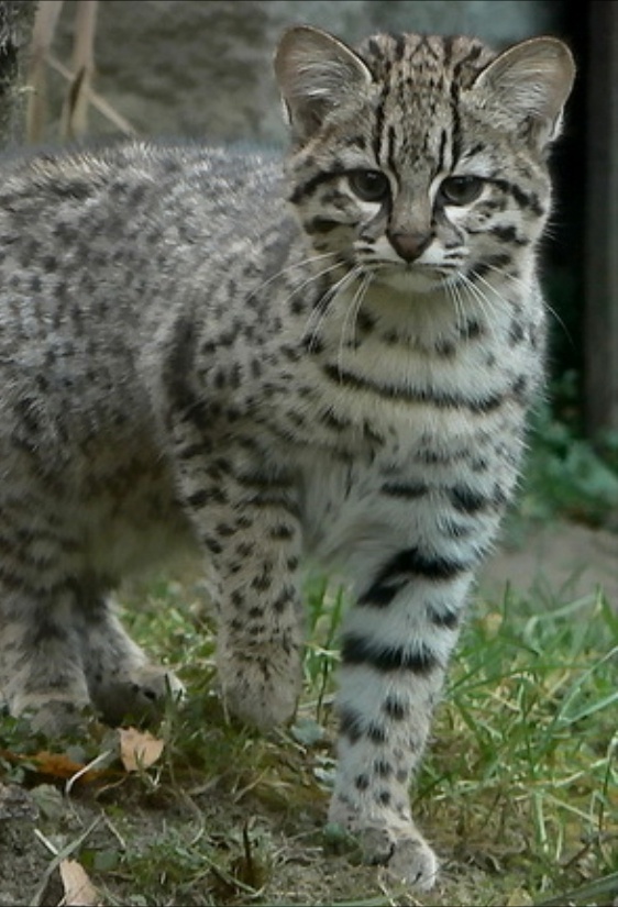 Фото из открытых источников. 