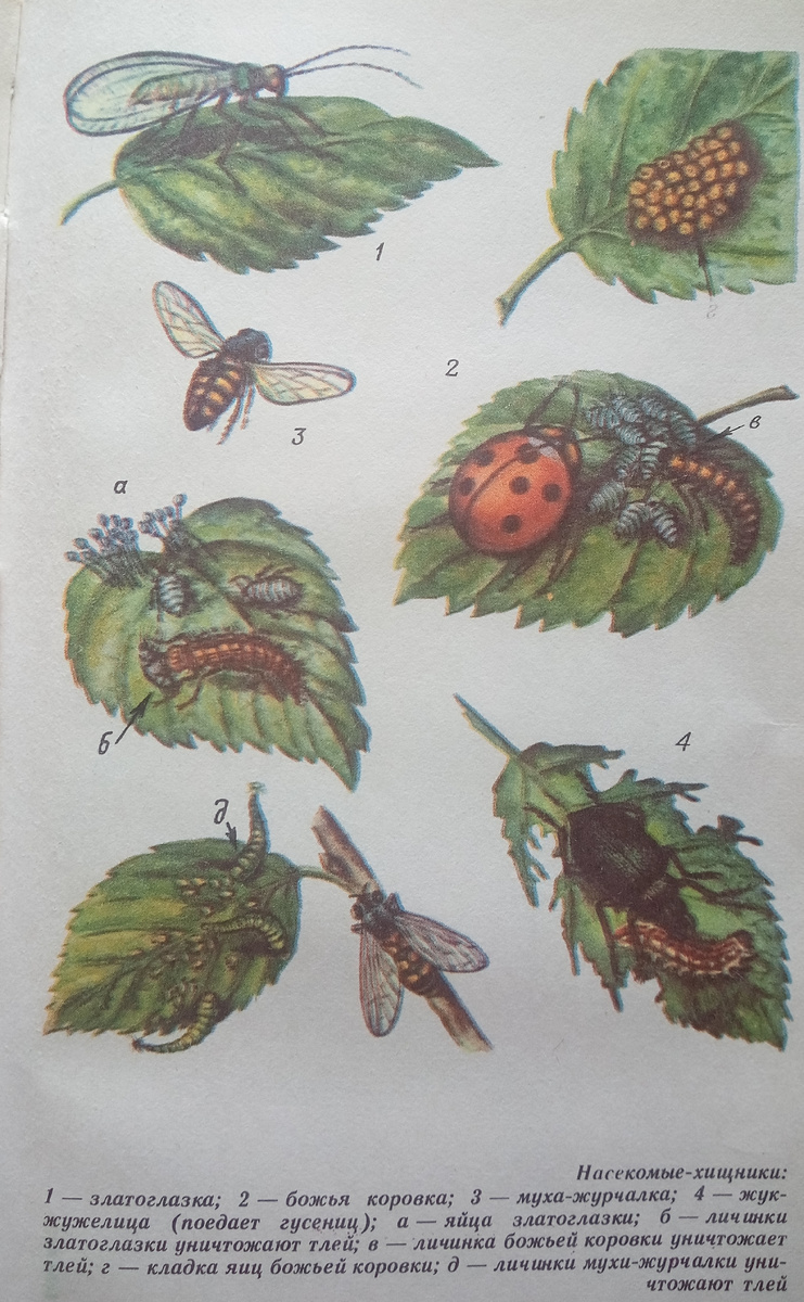 Фото из «умной» книги