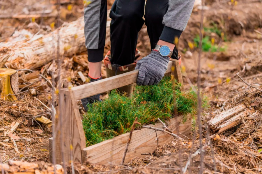     В Копыльском опытном лесхозе рассказали, какие акции по благоустройству леса пройдут в 2025 году