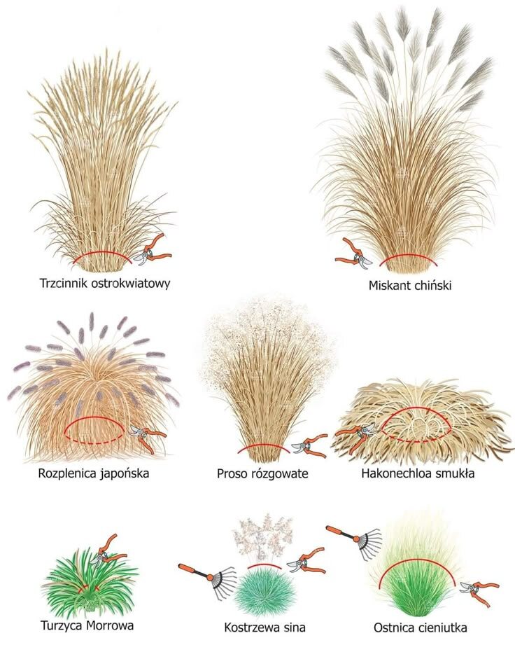 просто полезная картинка про злаки 