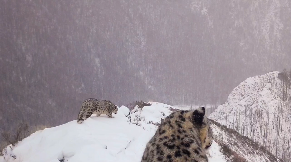    Мама-ирбис с котенком. Источник: Телеграм-канал Сайлюгемского нацпарка