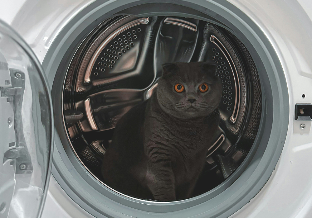 Photo by İlker Kurtel (Unsplash). Ни один кот не пострадал: он намекает, что пора почистить фильтры
