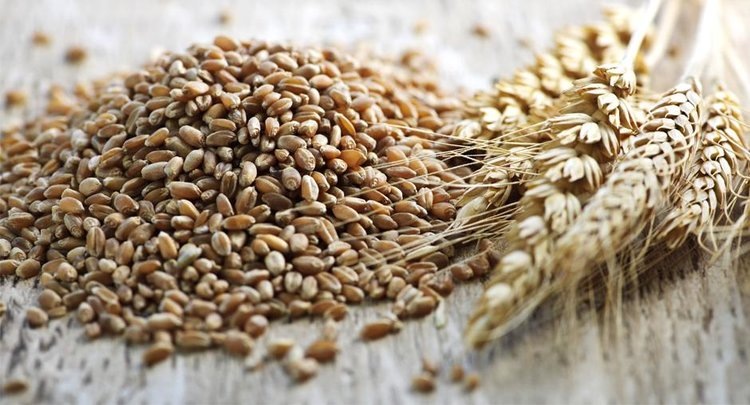    2,4 млн тонн твердой пшеницы стали одним из аграрных рекордов прошлого года