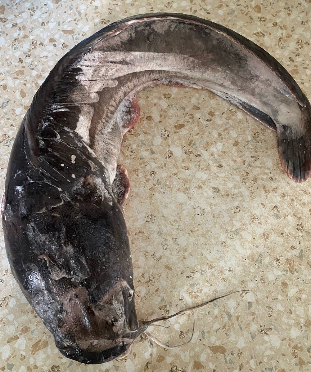 Сом был пойман на одной из прошлых рыбалок и хранился в морозильной камере.