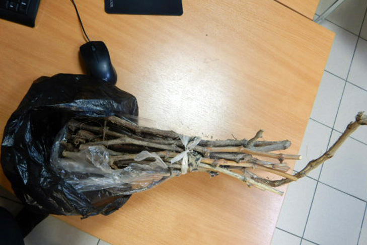    Фото предоставлено Новосибирской таможней