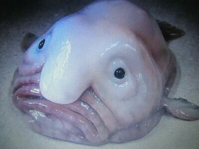 Разве не похож? 