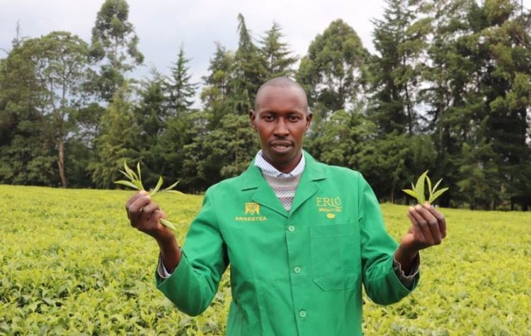    Кения продвигает вермикомпостные подкормки для органического чая