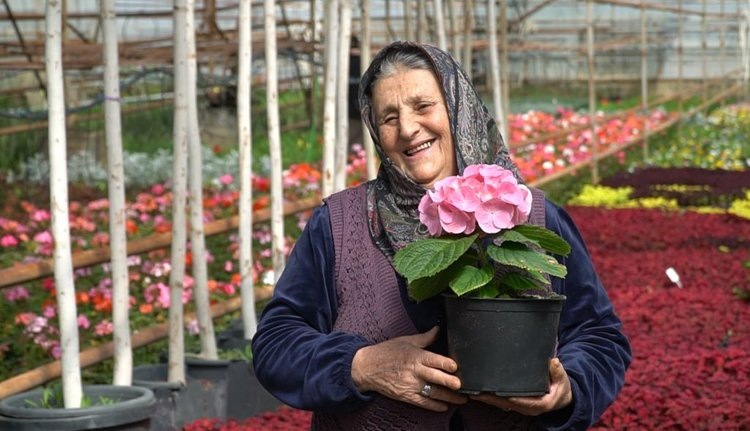    Цветы, пальмы и папайю выращивают в дагестанской теплице