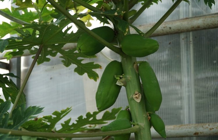     Цветы, пальмы и папайю выращивают в дагестанской теплице
