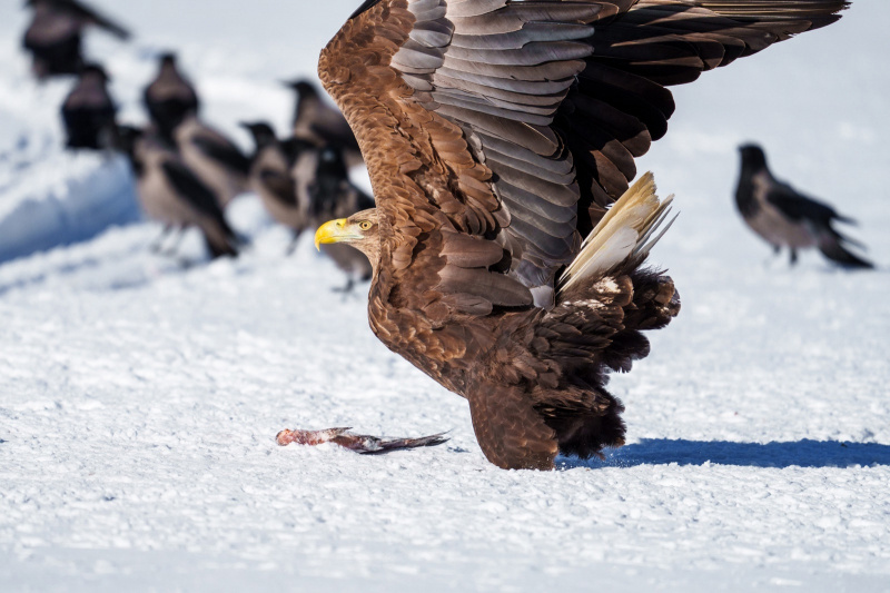    Орлан-белохвост из нацпарка Карелии попал в объективы фотографовНацпарке "Водлозерский" / Александр Велин, Роман Лобанов