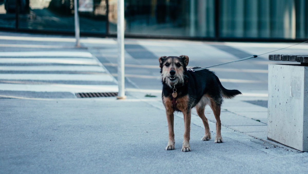    Усыплять собак в Приамурье – крайняя мера. Фото: freepik