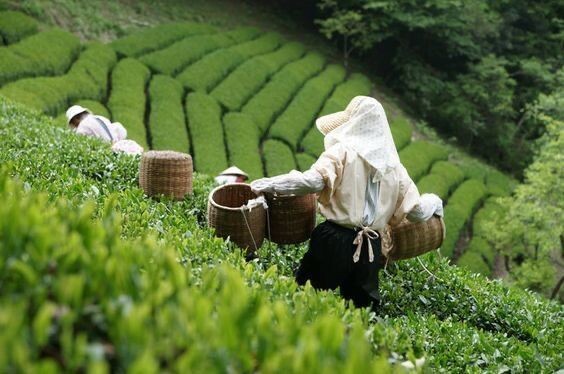 Китай — родина чая. Здесь его не просто пьют, а уважают, изучают, проживают.
У каждого региона — свой характер, у каждого чая — свой голос.