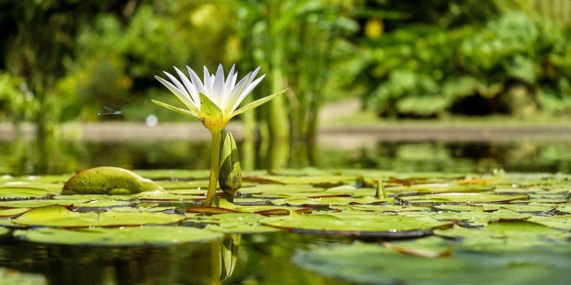 🔻Парк «Парадиз»