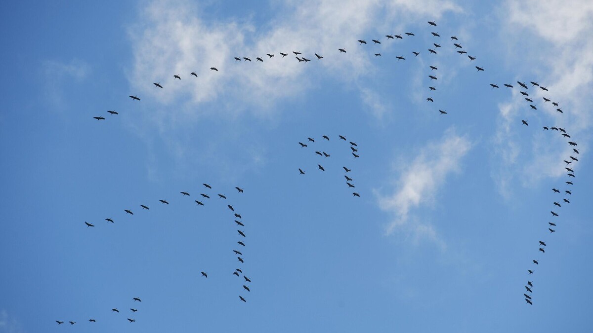 Клин птиц в небе - это вестник прихода весны