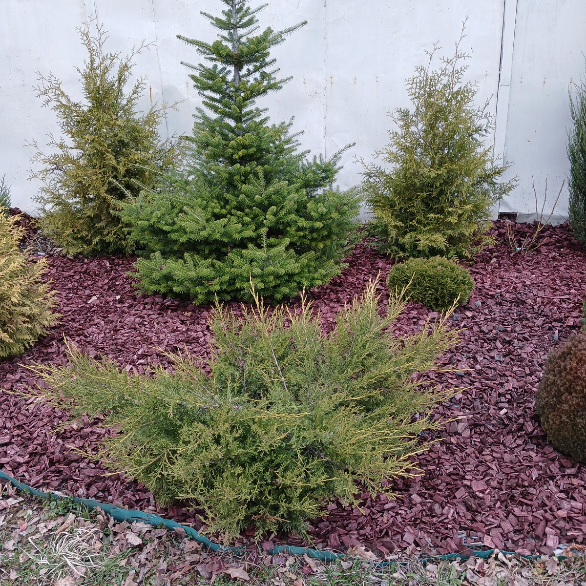 В центре моя любимица - корейская пихта