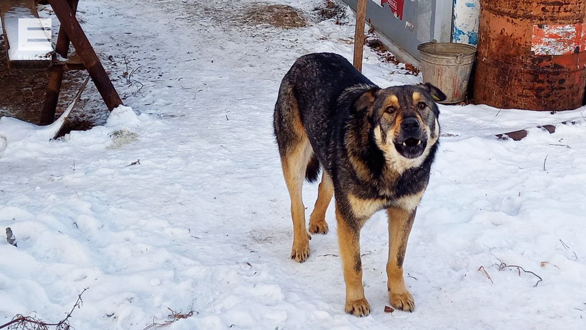     Агрессивная собака напала на 13-летнего подростка в Красноярске