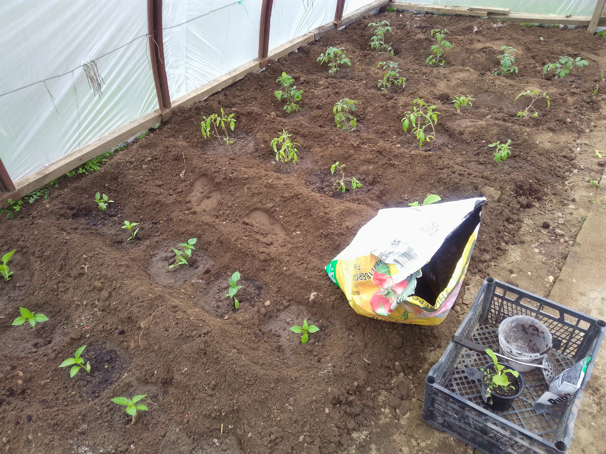 Помидоры, перцы