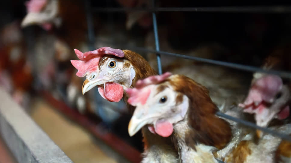 Фото: Влад Некрасов / Коммерсантъ