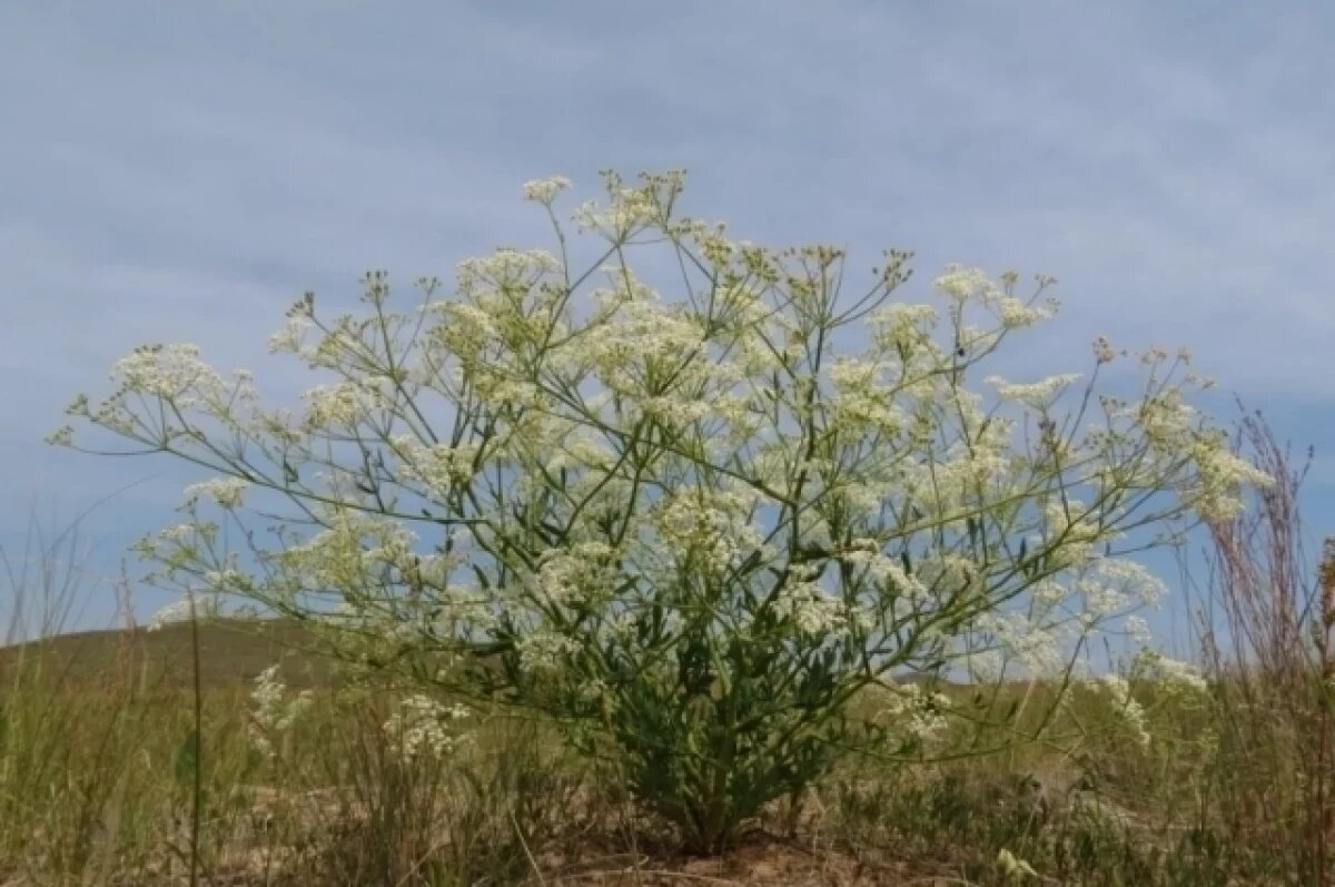    Жителя Нерчинска оштрафовали за уничтожение краснокнижной Солодки