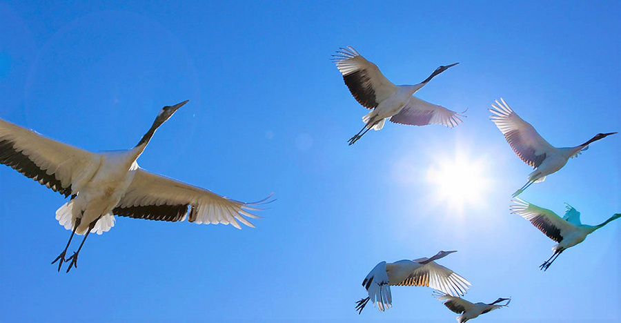     Какие птицы уже вернулись на Копыльщину? Рассказываем