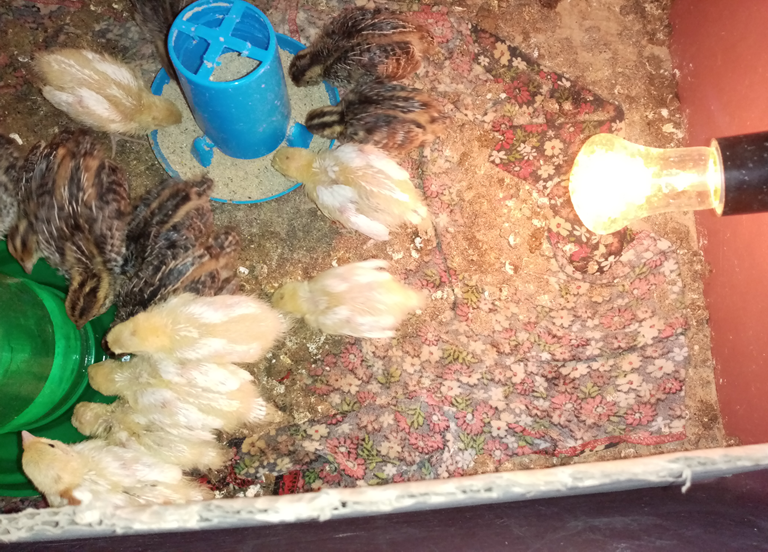 Здесьперепелятам пять дней.  Уже появились перышки.