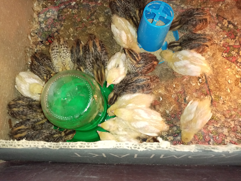 А здесь им ровно 10 дней. 