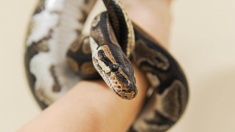 Фото: © Вадим Ахметов/URA.RU/ТАСС